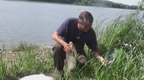 ЛОВЛЯ ЛЕЩА на САЛО! Рыбалка на донки на ОКЕ!