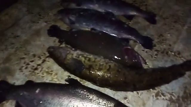 Светлые горы 14. 01. 2020г улов с малого водоёма смотреть онлайн