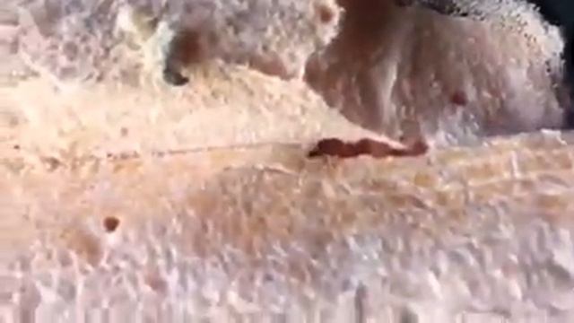 Пенополиуретан или тимплекс. Что едят муравьи