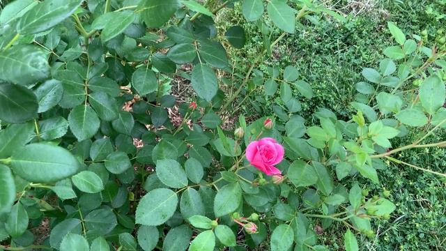 Morden Belle Rose - 时髦美女 Toronto Zone5 смотреть онлайн