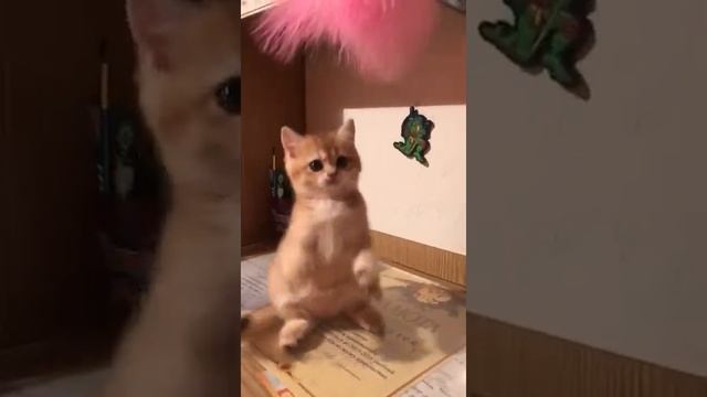 Милый британский котенок золотая шиншилла стоит на задних лапках смотреть онлайн