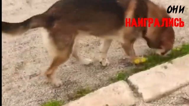 Социальный ролик по борьбе и защите бездомных животных