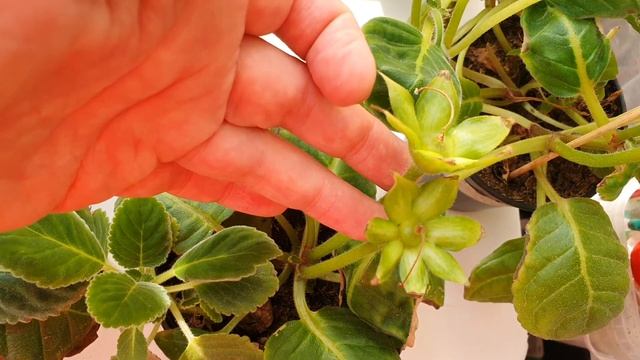 МНОГО КОРОБОЧЕК МНОГО СЕМЯН. ОПЫЛЕНИЕ ГЛОКСИНИЙ И ТИДЕЙ. 14.08.21 смотреть онлайн