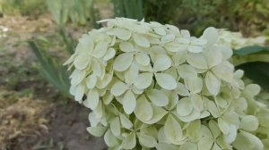 Гортензия «Пинк Леди»