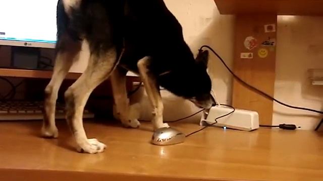 Ченя и колонки смотреть онлайн