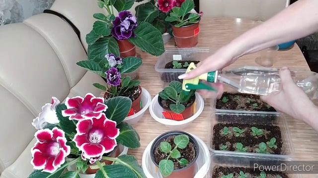 УДОБРЕНИЕ ПЛАНТОФОЛ ДЛЯ ГЛОКСИНИЙ ,ПО ЛИСТУ смотреть онлайн