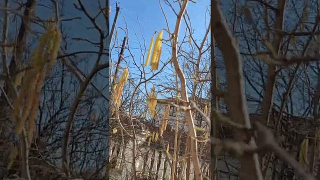 цвет лесного ореха смотреть онлайн