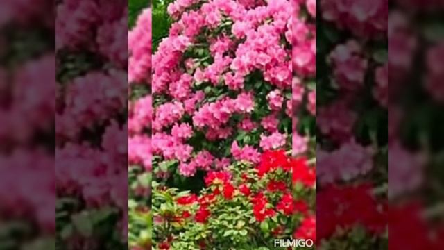 Когда земля у нас в цвету . смотреть онлайн