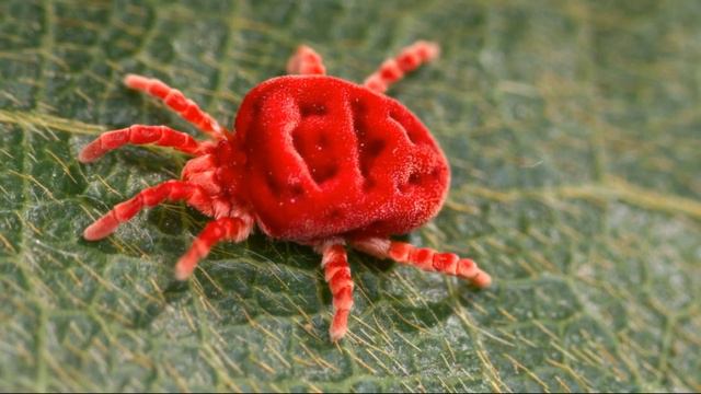 Бархатный клещ или клещ-краснотелка смотреть онлайн