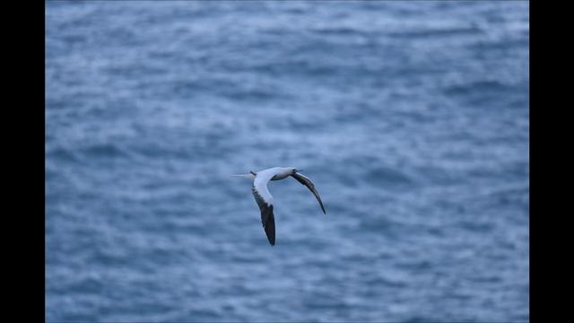 Approaching the Scene 087: Nikon Z6 / Z7 Autofocus 3.0 Review, Tips and Setup Guide смотреть онлайн