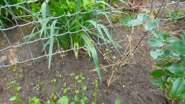 Клематисы в моём саду. Маленький обзор. смотреть онлайн