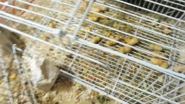 ПРОБЛЕМЫ при ссаживание монгольских ПЕСЧАНОК / Как ссадить агрессивных песчанок /Мари Мистик грызун смотреть онлайн