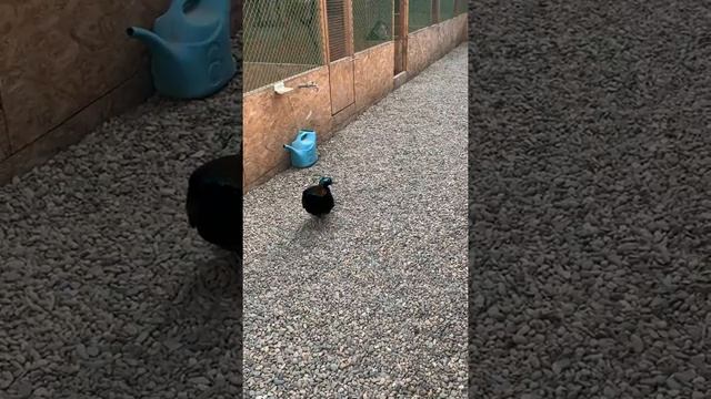 Гималайский монал смотреть онлайн