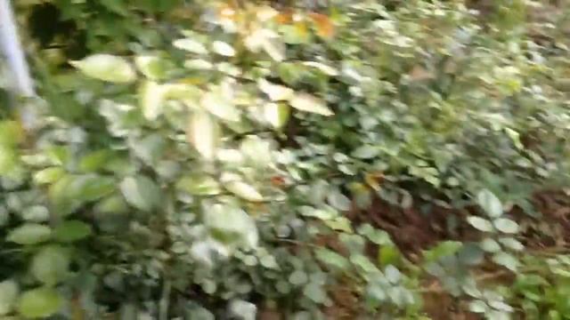 Полив цветов на даче смотреть онлайн