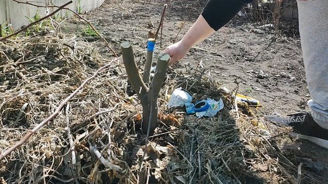 прививаю яблоню на дичку