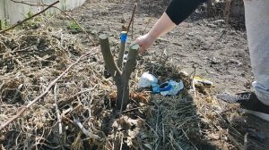 прививаю яблоню на дичку