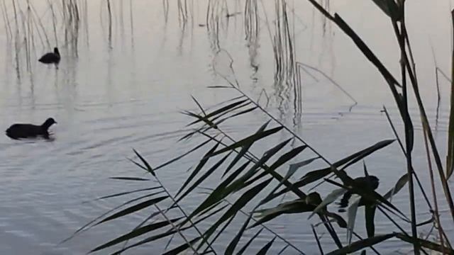 утки готовятся к дальнему перелету