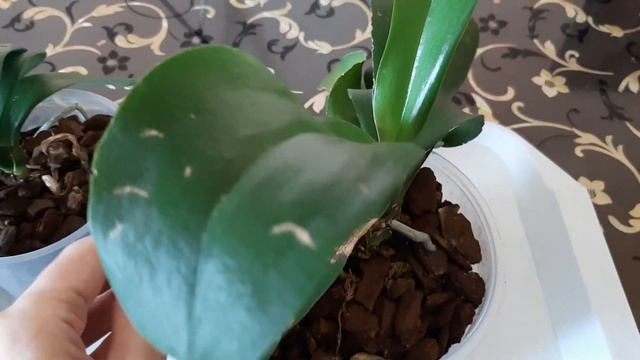Мои новые орхидеи-бабочки!!! Phalenopsis Pink Dream бабочка и Phal. Golden Jaguar бантик смотреть онлайн