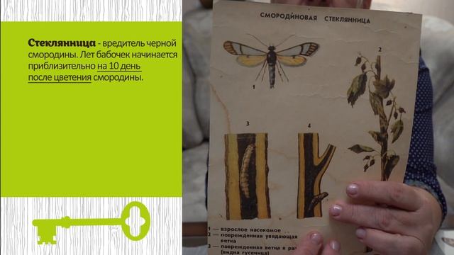Как бороться с вредителями плодовых. Советы опытного садовода смотреть онлайн