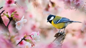 Синицы -христианский детский рассказ.