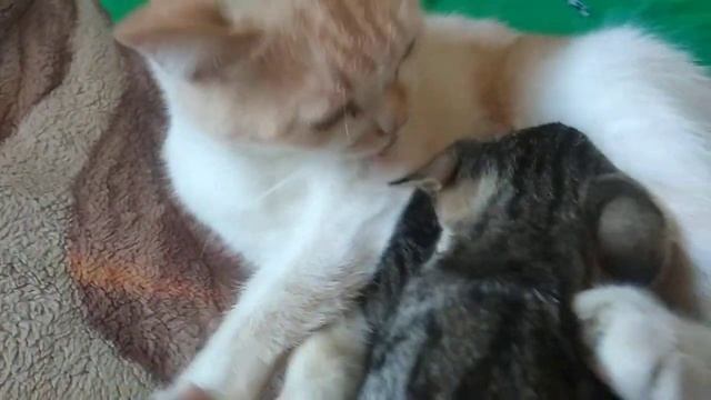 Кот кормит котят молоком ? смотреть онлайн