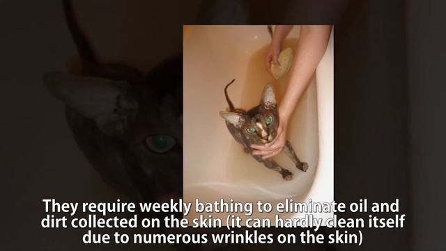 13 Not-So-Fluffy Facts About Sphynx Cats смотреть онлайн