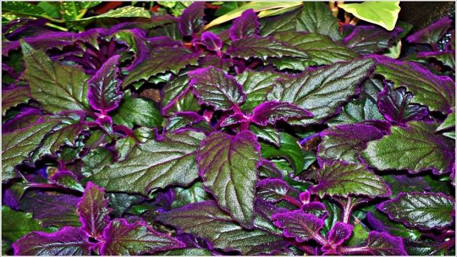 Гинура: уход и выращивание в домашних условиях, виды и болезни