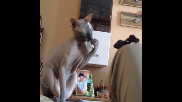 Сфинкс грызет когти смотреть онлайн