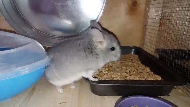 Можно ли добавлять тальк в песок шиншиллам??? смотреть онлайн