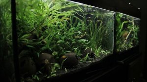 Мальки цихлид, от момента отлова, до сейчас