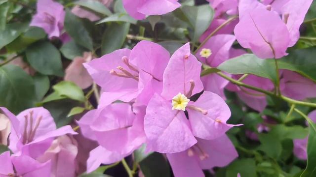 বিখ্যাত H.B Singh Bougainvillea|H.B Singh Bougainvillea variety|Beauty of H.B Singh Bougainvillea смотреть онлайн