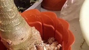 Какое оптимальное время пересадки комнатных растений!