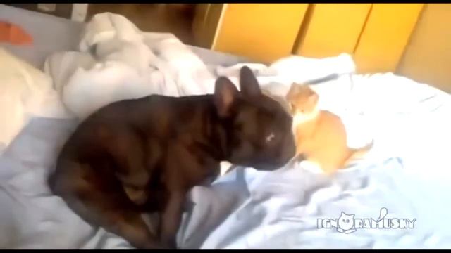 Котенок Задушил Бедного Мопса! Приколы с Кошками!! смотреть онлайн