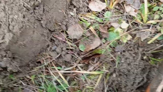 #эквинокс600 ,изучаю сигналы металлоискателя ,осень осень всё равно копать не бросим? смотреть онлайн