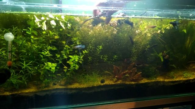 Multiple Betta Tank - No dividers - 2 month update смотреть онлайн
