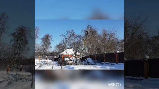 75летняя груша омолаживающая обрезка смотреть онлайн