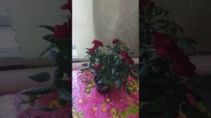 Волшебная комнатная роза , с ярко вишневыми цветочками , с большим колличеством бутонов ..