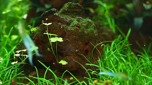 #Dennerle_Nano_20L аквариум на земле. Восемь месяцев после запуска. смотреть онлайн