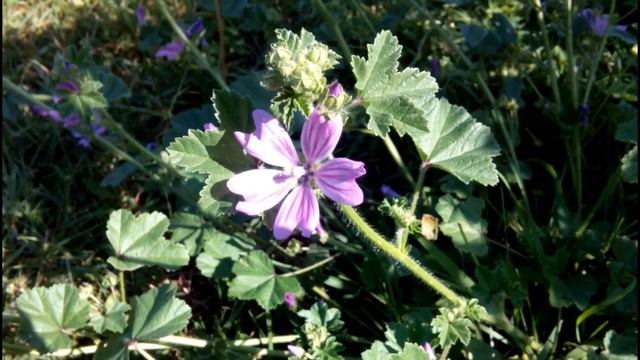 МАЛЬВА ЛЕСНАЯ (ПРОСВИРНИК ЛЕСНОЙ) - лекарство, растущее у нас под ногами смотреть онлайн