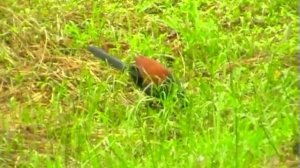 Большой (китайский) Куколь. Centropus sinensis.wmv