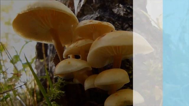 Грибы Печоры. Опёнок зимний - Flammulina velutipes смотреть онлайн