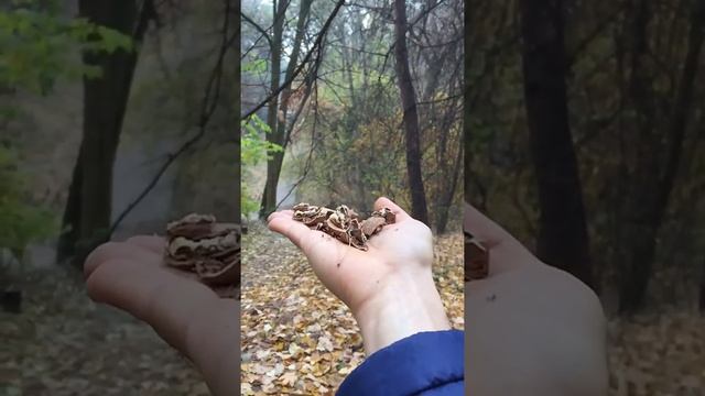 Дикая птица ест прямо с руки смотреть онлайн