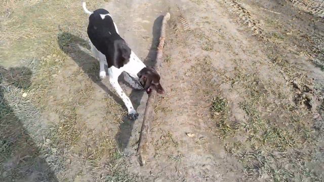 Псы, Пильная, поле))) октябрьское тепло и весёлые собачки смотреть онлайн