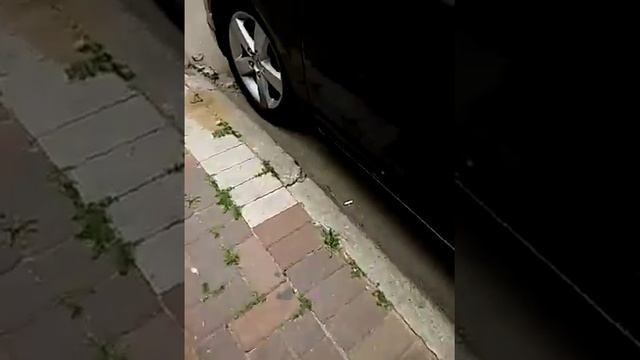 Vlog: Гуляю с собакой и подругой смотреть онлайн