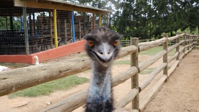 Животные: звуки животных, собаки, кошки, лошади, львы, попугай, жираф.