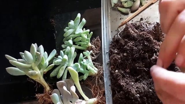 Пересадка суккулентов после покупки. смотреть онлайн