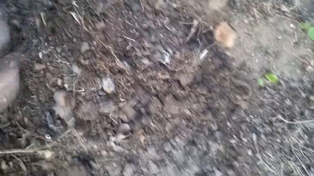 Посадка пиона корневым черенком. смотреть онлайн