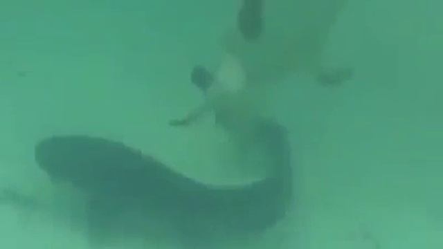 Джек-Рассел терьер~ловит ||СОМА||