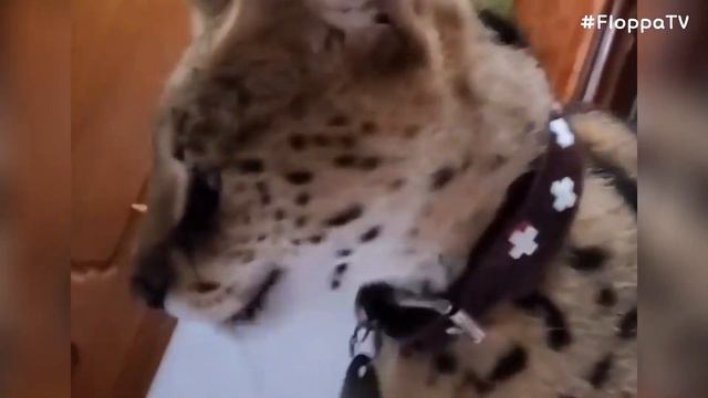Floppa Adolf vs Sogga Myxa : Caracal & Serval смотреть онлайн