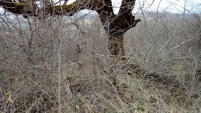 Къушарин манияр. гатфар къвезва. Пирал.Кусары.Qusar смотреть онлайн